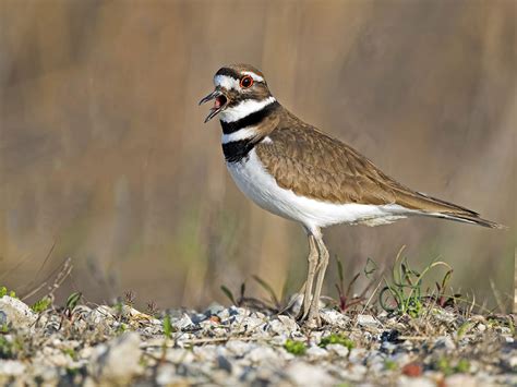 Creature feature: The crafty killdeer | Forest Preserve District of ...