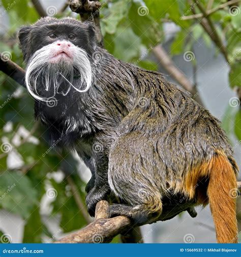 Emperor tamarin 3 stock photo. Image of monkey, prompt - 15669532