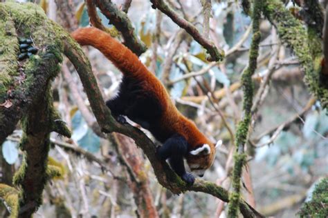 Holistic Red Panda Conservation | Red Panda Network