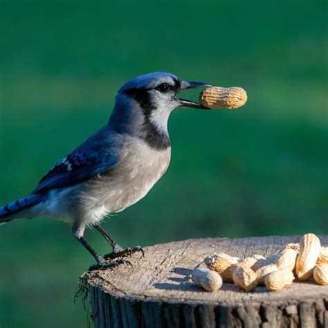 Peanut Wreath Bundle – ForTheBirds.com