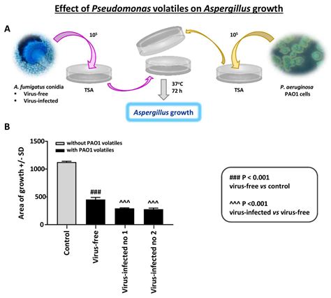Virus Infection of Aspergillus fumigatus Compromises the Fungus in ...