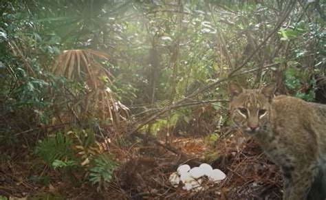 Image result for Python Swallows Bobcat