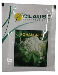 Clause Rohan 46 F Hybrid Cauliflower Seeds, 10gm, 65-70 Days, 1-1.5kg ...
