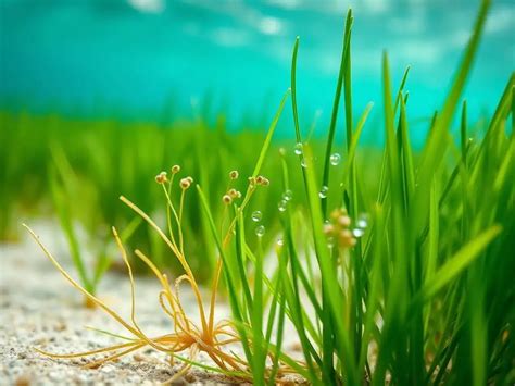 Seagrass Holds Eight Weird Secrets, And Why It’s Vital - The Economic Times