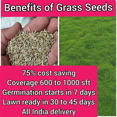 Lawn Grass Seeds Manufacturer from Ghaziabad