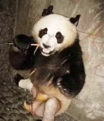 大熊猫因为骨折被“扒裤子”，剃光毛后它的样子让人笑喷|大熊猫|骨折|熊猫基地_新浪新闻