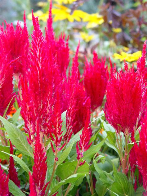 Garden Housecalls - Celosia ‘Fresh Look’