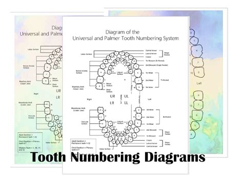 Printable Tooth Numbering Diagram for Dental Offices - Etsy Finland
