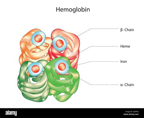 Image result for Normal Hemoglobin Structure