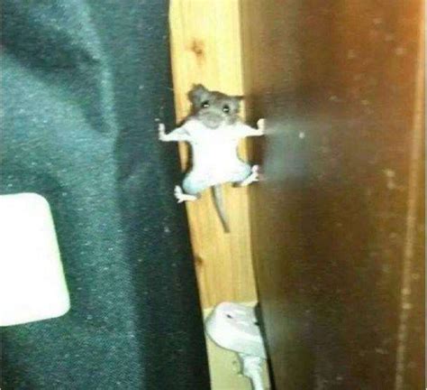 家里住进一窝老鼠怎么办？ - 知乎