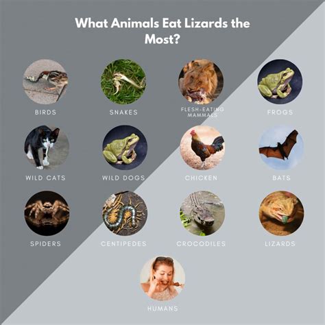 What Can Lizards Eat