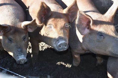 Duroc Pig: Is This Hardy and Fast-Growing Pig Right for You?