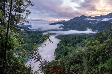Ecuador Amazon Rainforest Guide for an Unforgettable Jungle Adventure