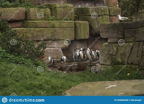 Flock of Penguins Tramples among the Rocks Overgrown with Greenery ...