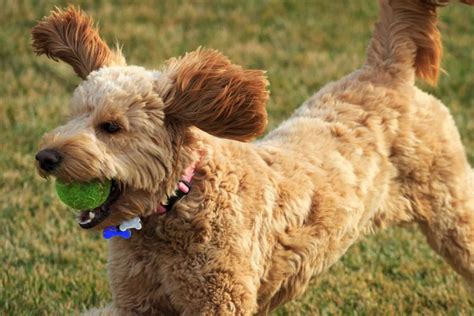 The Medium Goldendoodle: A Dog Of A Perfect Size?