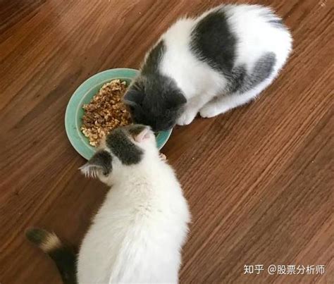 猫咪寿命排名：寿命最长的6种猫，寿命都是十年以上！ - 知乎