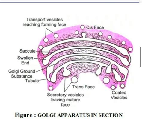 Write a note on golgi apparatus and the function it performs - Brainly.in