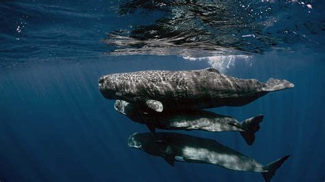 Up Close With the Sperm Whale Families of the Caribbean Sea | Nature of Things