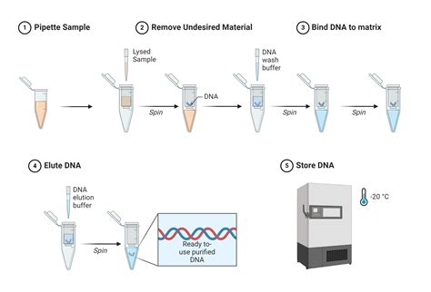 Strawberry Dna Extraction Lab Worksheet - Admuscente