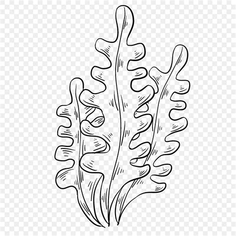 Line Drawing Kelp Hand Drawn Illustration, Wing Drawing, Rat Drawing ...