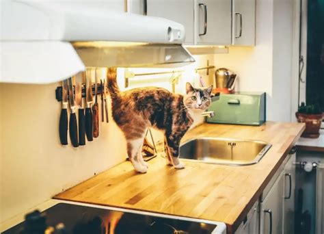 Image result for Cat Behavior Problems