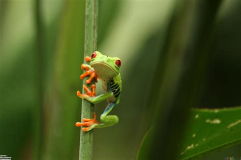 Tree Frog Desktop 的图像结果