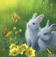 Image result for Cute and Fluffy Baby Bunnies