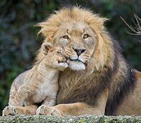 Image result for baby animals wallpaper 4k