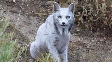 World’s first-ever white Iberian lynx spotted in Spain, picture wows ...