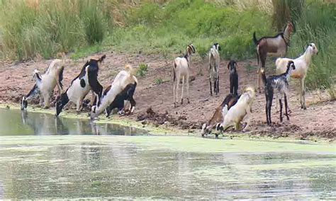 Goats | தாகம் தணிக்கும் ஆடுகள்