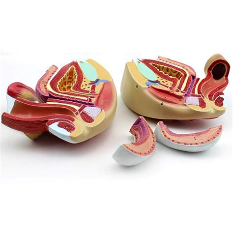 Anatomy Uterine Model Obstetric Reproductive System Model And ...