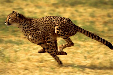 Cheetah | Description, Speed, Habitat, Diet, Cubs, & Facts | Britannica