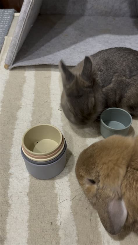 Who is the smarter rabbit? : r/Rabbits