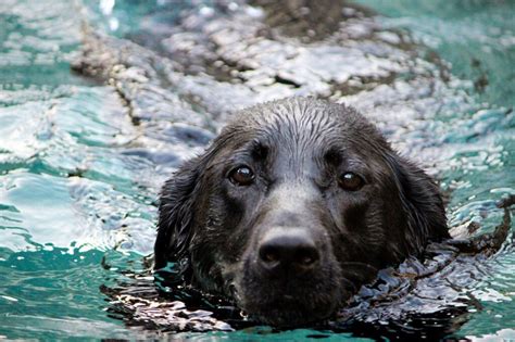 The Ultimate Guide to Labrador Retrievers: A Comprehensive Overview