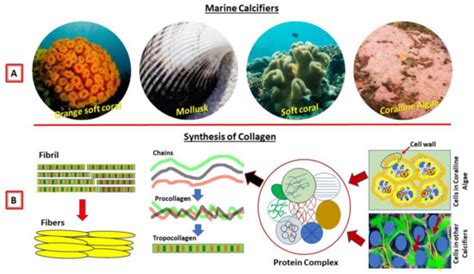 Collagen of Extracellular Matrix from Marine Invertebrates and Its ...