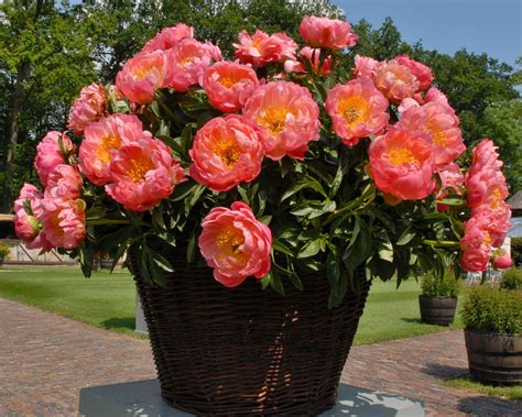 Peony 'Coral Charm' bare roots — Buy salmon peonies online at Farmer ...