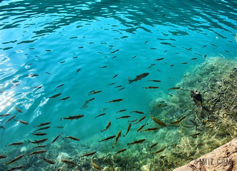 高清摄影美丽的热带鱼群 - 雪炭网