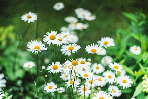 How to Grow and Care For Becky Shasta Daisy