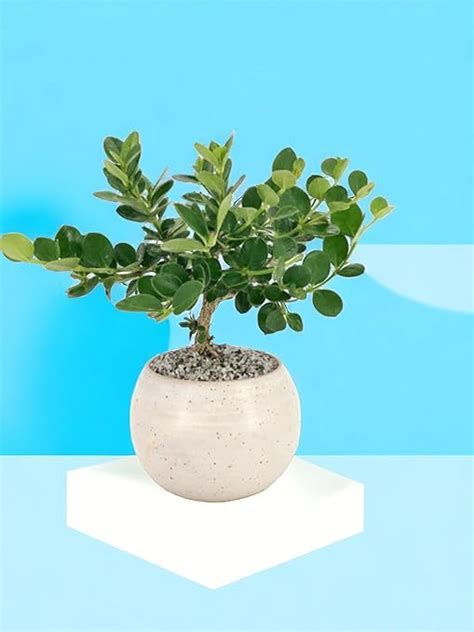 Ficus bonsai plant,Chaina Bot (Pack of 2) : Amazon.in: Garden & Outdoors
