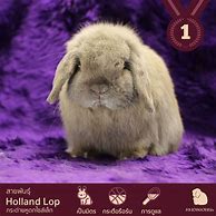 Image result for Holland Lop Bunnies Black and White Ears