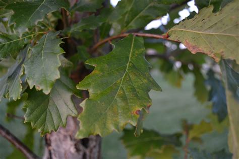 Swamp White Oak Tree Leaves Coe College Tree Archive Tree