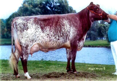 Milking shorthorn | Dairy cattle, Dairy cows, Show cows