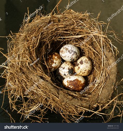 Clutch Of Eggs Stock Photo 1471186 : Shutterstock