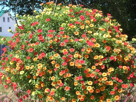 How to Grow: Million Bells- grow million bells, grow calibrachoa