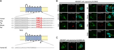 Slc46 Structure 的图像结果
