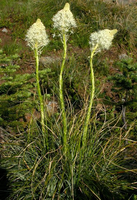 Bear Grass Alpine