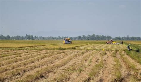 去年自然灾害致使柬超15万公顷稻田被损坏 - TNAOT