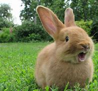 Image result for Long Hair Rabbit Breeds