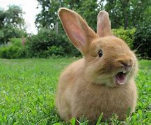 Image result for White Cute Bunny Breed
