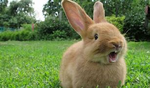 Image result for baby bunny breeds